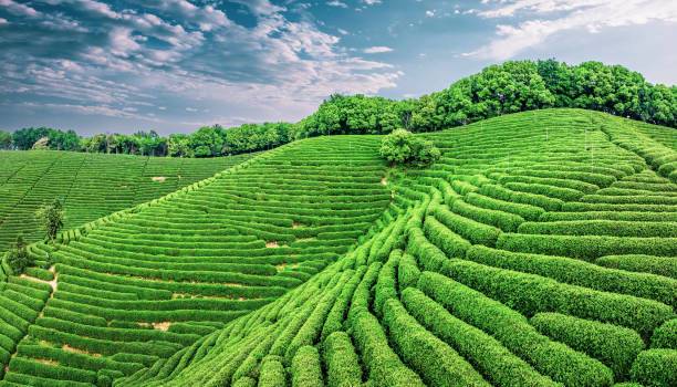 Hangzhou Tea Field